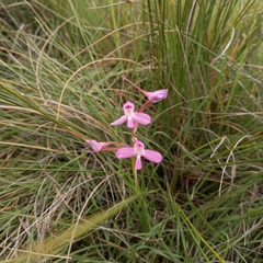Disa oreophila