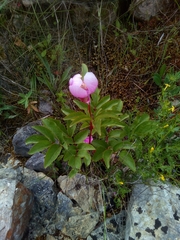 Paeonia broteri