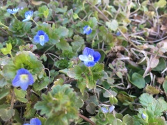 Veronica persica