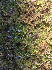 Veronica persica