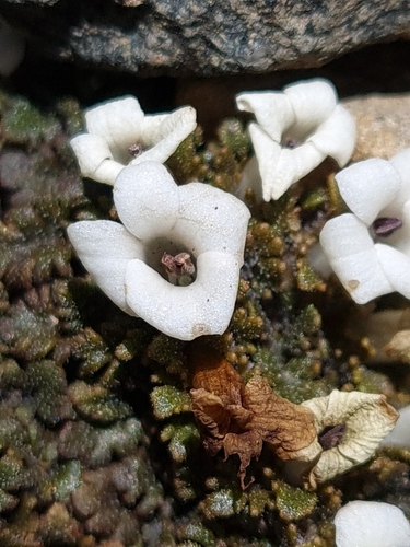Image of Veronica cheesemanii by no rights reserved