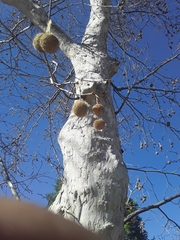 Platanus racemosa
