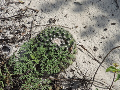 Mammillaria gaumeri