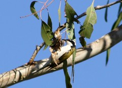Melithreptus albogularis inopinatus