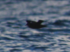 Ardenna tenuirostris