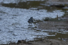 Motacilla alba