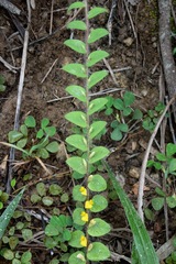 Crotalaria hebecarpa