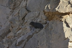 Procavia capensis