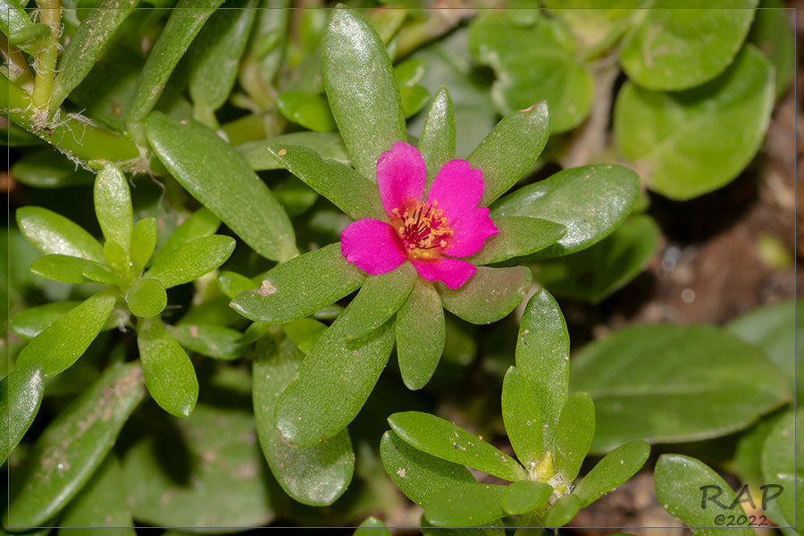 Argentinian Purslane