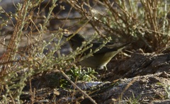 Phylloscopus