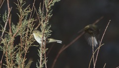 Phylloscopus