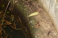 Minervarya kirtisinghei