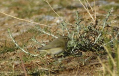 Phylloscopus