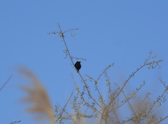 Oenanthe leucopyga
