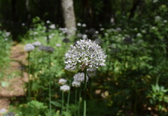 Allium decipiens quercetorum