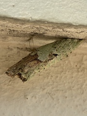 Heraclides anchisiades capys