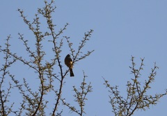 Emberiza sahari
