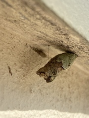 Heraclides anchisiades capys