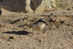Lanius excubitor