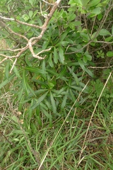 Pseudopanax crassifolius × lessonii