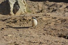 Lanius excubitor