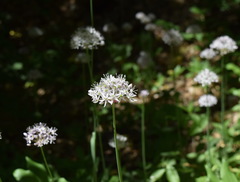 Allium decipiens quercetorum
