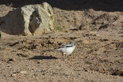 Lanius excubitor