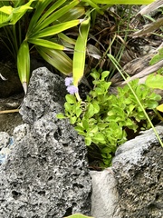 Ageratum maritimum