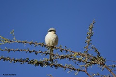 Lanius excubitor