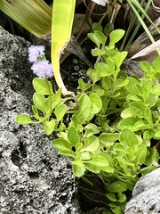 Ageratum maritimum