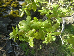 Quercus orocantabrica