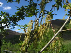 Quercus orocantabrica