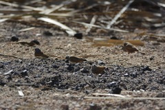 Emberiza sahari
