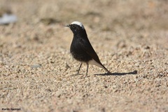 Oenanthe leucopyga