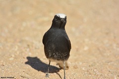 Oenanthe leucopyga