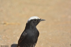 Oenanthe leucopyga
