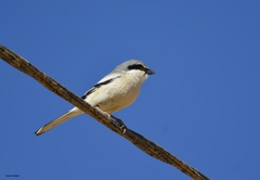 Lanius excubitor