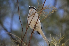 Lanius excubitor