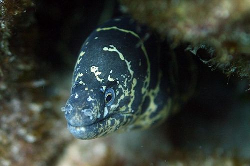 Chain Moray