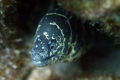 Chain Moray photo 4