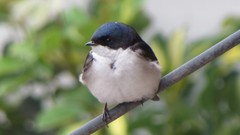 Pygochelidon cyanoleuca