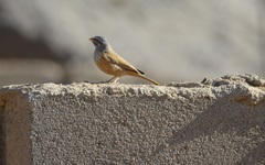 Emberiza sahari