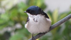 Pygochelidon cyanoleuca