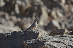 Streptopelia senegalensis