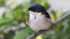 Pygochelidon cyanoleuca