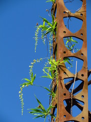 Herreria montevidensis