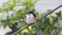 Pygochelidon cyanoleuca