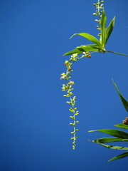 Herreria montevidensis