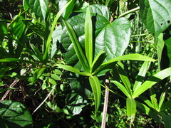 Herreria montevidensis