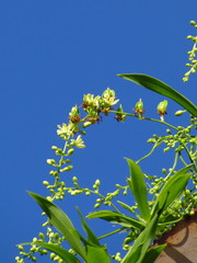 Herreria montevidensis